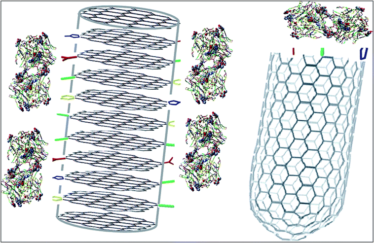 Schematic picture of the immobilization of the model enzyme GOx on carbon nanofibers and single-walled carbon nanotubes (reproduced with permission from Ref. [9]).