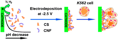 Preparation of CNF–CS film and impendence sensor for K562 cells (reproduced with permission from Ref. 43).