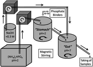 Schematic picture of the physiological simulation apparatus.
