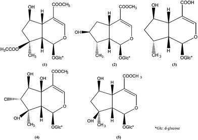 Structures of five marker compounds isolated and identified from L. rotata: 8-O-acetyl shanzhiside methyl ester (1), loganin (2), 8-deoxyshanzhiside (3), phloyoside II (4), and shanzhiside methyl ester (5).