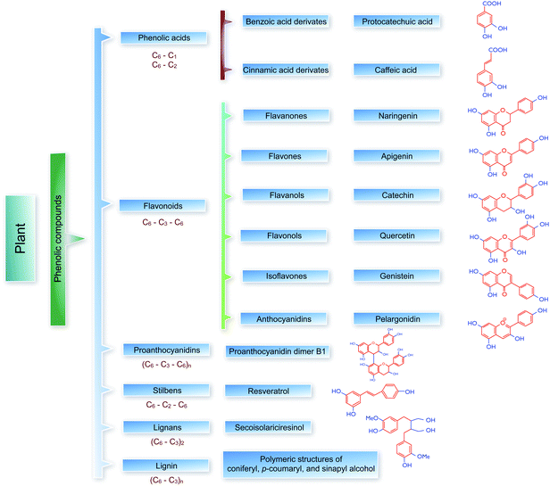 Schematic representation of selected groups, subgroups, and examples of plant phenolic compounds.