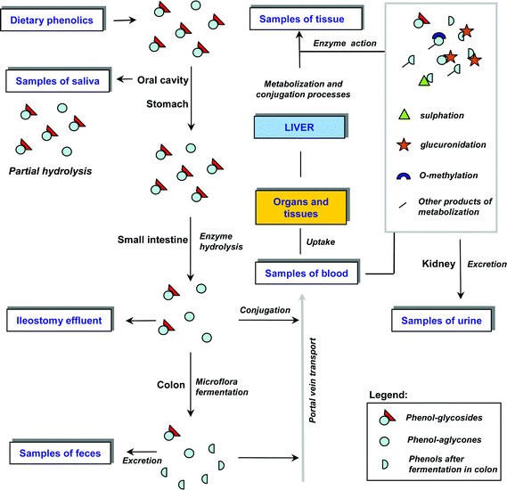 Schematic representation of different sample types in study of resorption, metabolization, and excretion of plant phenolics in mammals. For other details see section 3 and Tab. 1.