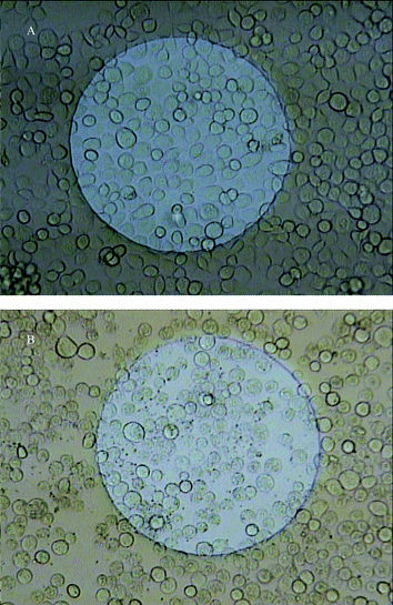 Microscopic photos of the electrode surface after 24 h: (A) electrode at 0 µM 5α-lanost-8-ene-3,7,11-trione (S4), (B) electrode at 400 µM 5α-lanost-8-ene-3,7,11-trione (S4).