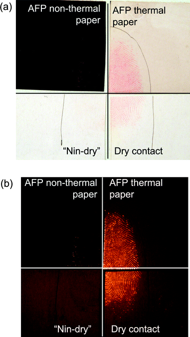 Latent fingermarks on unprinted thermal paper where quarters were treated using the AFP method for non-thermal paper (dipping in fluorous IND/ZnCl2 working solution followed by heat treatment), the AFP method for thermal paper (dipping in fluorous acid-free/IND/ZnCl2 working solution followed by air drying and no heat treatment), the 1,2-indanedione dry contact method (using fluorous acid-free/IND/ZnCl2 treatment papers) or ‘Nin-dry’ (a ninhydrin-based dry contact method). Photographs taken with a Nikon D300 Camera in (a) absorbance mode with settings; Aperture: f/16 and Shutter Speed: 1/10 s and (b) luminescence mode with settings; Focal length: 60 mm, Aperture: f/3.2 and Shutter Speed: 1/30 s.