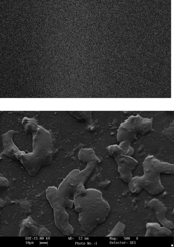 SEM pictures of (top) a polyvinyl chloride (PVC) membrane and (bottom) polyphenol oxidases immobilized on the PVC membrane at magnification of 500×.