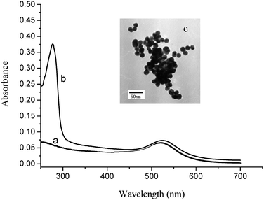 (a) UV-vis spectrum of AuNPs with a characteristic absorption peak at about 520 nm; (b) UV-vis spectrum of HRP-labeled anti-mouse antibody; (c) TEM of AuNPs (size 16 nm).