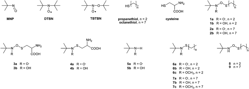 Chemical structure proposed for the thiol conjugates produced after reaction between propanethiol, octanethiol or cysteine with MNP.