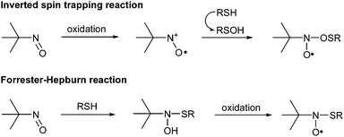 Formation of O- and S-adducts according to an inverted spin trapping reaction and a Forrester–Hepburn mechanism, respectively.