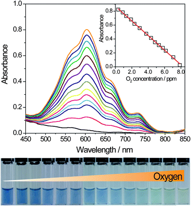 The UV-Vis absorbance spectra of CdS QDs-GSH-MV system with the different content of DO in the PBS (pH = 7.5) solution, CMV2+ = 1 mM, CCdSQDs = 0.59 μM, CGSH = 10 mM, from top to bottom, the added concentration of oxygen from 0.75∼7.95 ppm (from left to right in the photo).