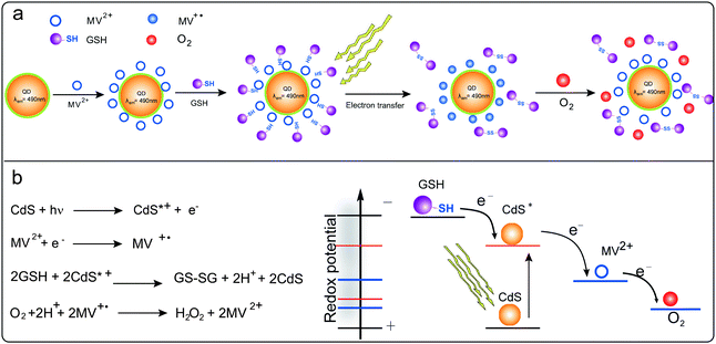 Schematic of the interaction of CdS QDs with MV2+ and GSH in the prepared CdS QDs-GSH-MV system (a); and the chemical reaction of overall CdS QDs-GSH-MV system (b, left) and the schematic of redox potentials of the photoelectrochemical system (b, right). The first electron transfer from photoactivated CdS QDs to MV2+ and the second step of electron transfer from sacrificial donor GSH to CdS QDs to fill the photogenerated hole.