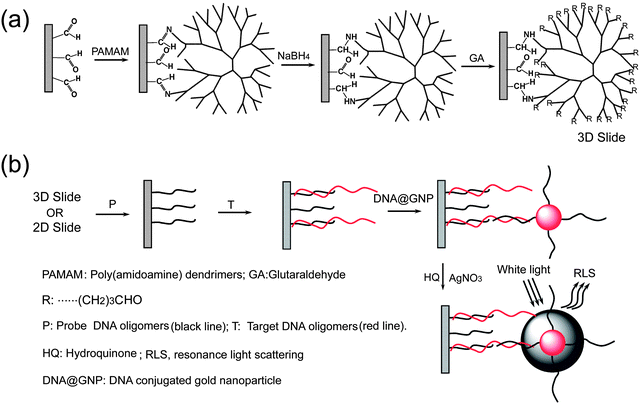 Schematic representations of the fabrication procedure of the 3D slide (a) and 3D microarray-based RLS assay (b).