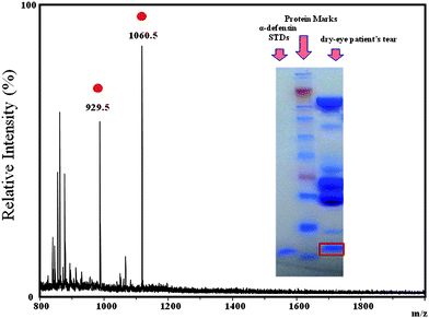 Positive-ion MALDI mass spectrum of the peptides derived from the tryptic digestion of the HNP spot on the SDS-PAGE gel. : Peptide ions derived from the HNPs. Inset: Photograph of the SDS-gel and its protein bands.