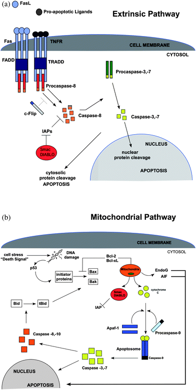 (A) The extrinsic or death receptor (DR) pathway. The intracellular portion of the DR is known as the death domain (DD). The complex that forms from the grouping of receptor–ligand complexes forms a death-inducing signaling complex (DISC), which recruits and assembles initiator caspase-8 and releases active caspase enzyme molecules into the cytosol. These molecules activate the effector caspases-3 and -7, resulting in nuclear protein cleavage and the initiation of apoptosis. FasL = Fas ligand; TNFR = tumor necrosis factor receptor; FADD = Fas-associated death domain; TRADD = TNF-associated death domain; C-FLIP = FLICE-like inhibitory protein. (B) The mitochondrial or intrinsic pathway. Activation in this pathway can occur through the initiator proteins upon induction of p53 by DNA damage, or through activation of Bax and Bak upon the conversion of Bid to tBid by caspase -8, -10. Activation at the mitochondrial membrane causes the release of several mitochondrial factors, such as cytochrome c which combines with Apaf-1 and procaspase-9 forming an apoptosome. Procaspase-9 is then converted into its active form, caspase-9, and then is able to activate caspase-3 or -7 allowing apoptosis to proceed. In addition, EndoG and AIF that stimulate apoptosis independent of caspases are also released. IAP = inhibitor of apoptosis; Apaf-1 = apoptosis activating factor-1; Bcl-2 and Bcl-xL = block the activation of Bax and Bak; Bcl-2 = B-cell lymphoma-2; Smac = second mitochondrial-derived activator of caspases; DIABLO = director inhibitor of apoptosis-binding protein with LOwpI; tBid = truncated Bid; EndoG = endonuclease G; AIF = apoptosis-inducing factor; Bax = Bcl-2-associated protein x; Bak = Bcl-2-associated protein k.