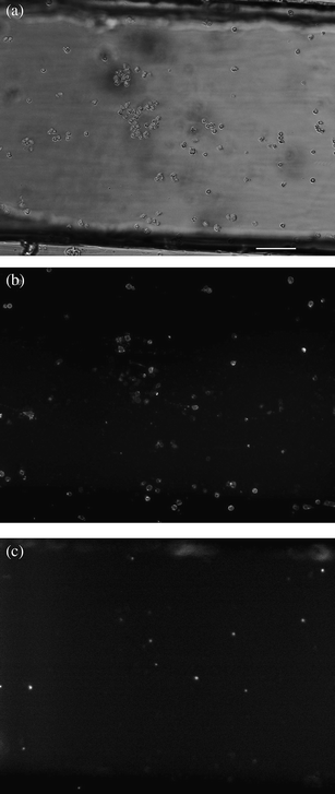 White light and fluorescence images (×10 magnification) of Jurkat cells stained with Annexin V-PE and 7-AAD on the surface of an anti-CD95 coated channel 3.5 h after induction and binding. (a) white light image. (b) Annexin V-PE fluorescence. (c) 7-AAD fluorescence. The channel surface is coated with anti-CD95 antibodies that—upon binding—initiate apoptosis. Scale bar represents 100 μm. Reproduced with permission from Ref. 41.