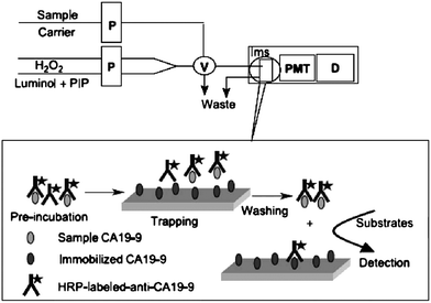 Schematic diagram of a flow injection chemiluminescent non-competitive immunoassay system for carbohydrate antigen 19-9. P, Peristaltic pump; V, Eight-way valve; Ims, Immunosensor; PMT, Photo-multiplier; D, Detector (Reproduced from Ref. 80 with permission of Elsevier Science B.V.).