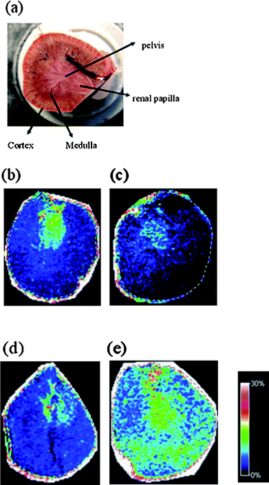 (a) Photograph of a rat kidney (b–e). IMS images generated from the signal at m/z 177 [matrix + Na]+ for renal samples from (b) a control rat, (c) a rat orally administered with melamine for 3 days, (d) a rat orally administered with cyanuric acid for 3 days, and (e) a rat orally administered with a mixture of melamine and cyanuric acid for 3 days. A color scale ranging from 0 to 30% is presented on the left of (e). The scale is obtained by comparing the intensity of the ion peak with the base peak on the MALDI mass spectrum.