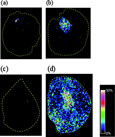 IMS images generated from the signal at m/z 127 [melamine + H]+ for renal samples from (a) a rat fed with vehicle (olive oil), (b) a rat fed with melamine for 3 days, (c) a rat fed with cyanuric acid for 3 days, and (d) a rat fed with a mixture of melamine and cyanuric acid for 3 days.