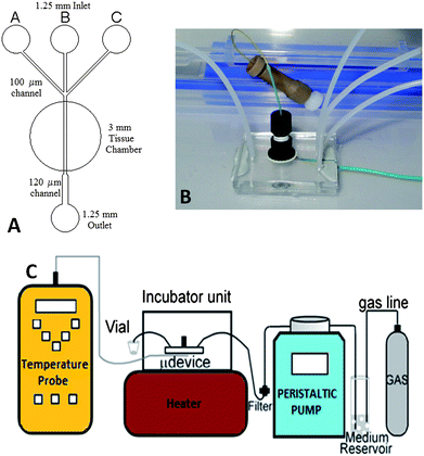(A) Channel schematic of the device. (B) Photograph showing the glass microdevice with attached nanoport. (C) General schematic of the assembly showing the pumping system, gassing to media reservoir and flow of the system.