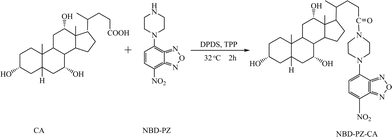 The reaction scheme for the derivatization of cholic acid (CA) with NBD-PZ.