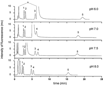 Effect of buffer pH on the pCEC separation of five free BAs. Experiment conditions: mobile phase: 60% (v/v) ACN, 40% (v/v) CAPS buffer (10 mmol L−1). All other conditions were the same as in Fig. 4. Analytes: 1: NBD-CA; 2: NBD-UDCA; 3: NBD-CDCA; 4: NBD-DCA; 5: NBD-LCA; R: NBD-PZ.