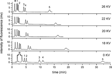 Effect of applied voltage on the pCEC separation of five free BAs. Experiment conditions: mobile phase: 60% (v/v) ACN, 40% (v/v) of CAPS buffer (pH 8.0, 10 mmol L−1). All other conditions were the same as in Fig. 4. Analytes: 1: NBD-CA; 2: NBD-UDCA; 3: NBD-CDCA; 4: NBD-DCA; 5: NBD-LCA; R: NBD-PZ.