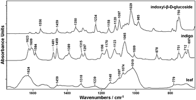 ATR-IR spectra of dried leaves of Polygonum tinctorium together with indigo and indican (indoxyl-β-d-glucoside).