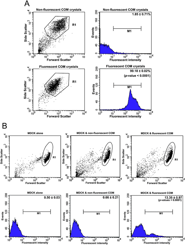 
          Quantitative analysis of the internalized fluorescent COMcrystals.
          COM crystals labelled with FITC-conjugated IgG were used as the representative for fluorescent crystals. After MDCKcells were incubated with fluorescent COM crystals (100 μg crystals per mL of culture medium) for 48 h, the non-adherent crystals were removed by vigorous washes with PBS three times, whereas the adherent crystals were finally detached and/or dissolved with trypsin/EDTA solution. (A): Dot plots and histograms of fluorescent and non-fluorescent plain COM crystals. Fluorescence intensities of COM crystals in “R1” gate in the dot plots were obtained and are present as histograms in the right panels. Percentages of fluorescent and plain crystals with fluorescence intensities above the threshold (indicated as “M1”) were then compared (99.18 ± 0.02 vs. 1.85 ± 0.71%, respectively; p < 0.0001). (B): Dot plots and histograms of MDCKcells with or without internalized fluorescent COM crystals. Fluorescence intensities of MDCKcells in “R1” gate in the dot plots were obtained and are present as histograms in the lower panels. Percentages of MDCKcells with fluorescence intensities above the threshold (indicated as “M1”) were then compared (13.35 ± 0.97 vs. 0.50 ± 0.03% and 0.66 ± 0.21% for cells with internalized fluorescent COM crystals vs. controlled cells and cells with plain crystals, respectively; p < 0.0001). Note that all the data in this figure were taken from a flow cytometer (FACScan, Becton Dickinson Immunocytometry System; San Jose, CA).