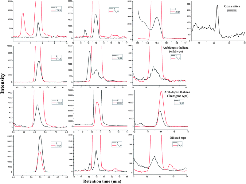 MRM chromatograms of detected cytokinins in Oryza sativa, Arabidopsis thaliana (wild type and transgenic type) and oil seed rape extracts.