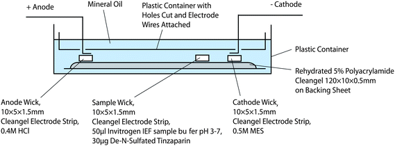 Schematic representation of IEF apparatus.