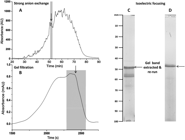 Following fractionation with HPAEC (A) and GPC (B), the de-N-sulfated oligosaccharides from low molecular weight heparin were further separated by isoelectric focusing (IEF) (C). The highlighted band from (C) was cutout, extracted and subjected to IEF for a second time (D).