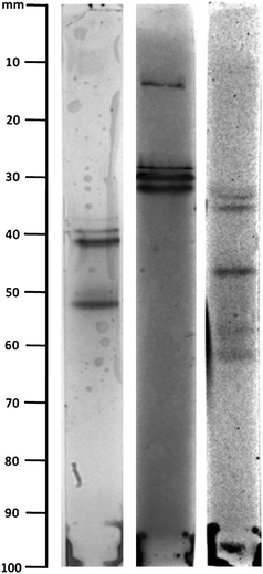 IEF separation of three distinct heparin oligosaccharide pools (de-N-sulfated low molecular weight heparin), post-HPLC fractionation by size and charge chromatographies.