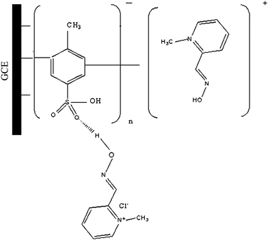 Mechanism of electropolymerization of p-TSA at the GCE and the attachment of PAM chloride at this modified surface.