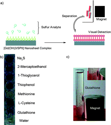 a) Synchronized detection and removal of sulfur analyte using the [Gd(OH)3/SPII] nanosheets complex. b) Visual detection of various sulfur analytes (1 mM) with the [Gd(OH)3/SPII] nanosheets complex. c) Glutathione (1 mM) was detected by the nanosheets complex and simultaneously attracted towards the magnetic poles when a permanent magnet was applied externally.