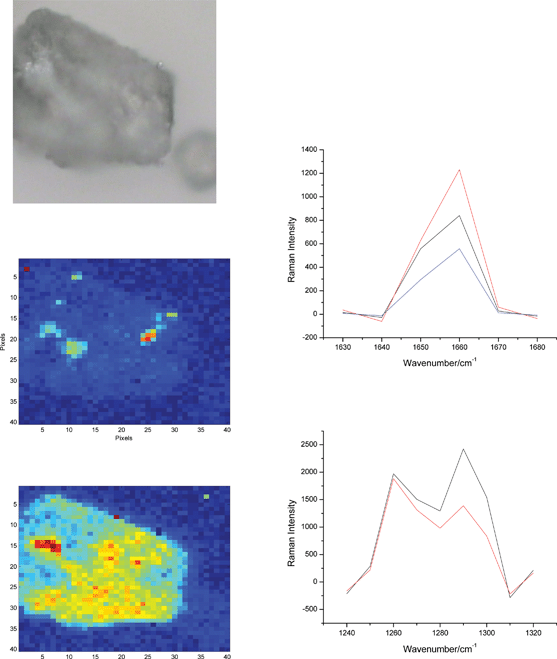 One of lactose particles from Fig. 5 (100 × 100 μm, b/w) and the chemical images of the API A (top) and B (bottom) with the accompanying Raman spectra from the red pixels. There is at least one big particle of the API B that is identified on the left side of the bottom image (large red domain) that gives rise to a strong Raman band at 1290 cm−1. Interference of the strong band of lactose at 1260 cm−1 is unavoidable and is behind the whole particle being contoured in this image. However, only the red-hot pixels are to be considered as API B.