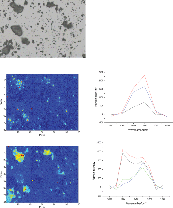 An optical microscopy image of a mixture of big and small particles from the manually dispersed blend and the corresponding chemical images of the API A (top) and B (bottom). Several representative Raman spectra of the two API forms from the hot pixels are shown as well. The yellow background in the image of the API B is due to lactose band at 1260 cm−1 being clearly visible in some of the upper spectra. As in Fig. 6, only the hot (red) pixels can be assigned to form B. The size of all images is 600 × 400 μm2.