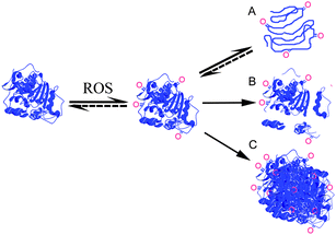 The effect of reactive oxygen species (ROS) on proteins can be oxidation of amino acid side chains, which may further cause: (A) unfolding (partial or total); (B) backbone cleavage; and/or (C) aggregation. Amino acid side chain oxidation and unfolding are in some cases reversible. Backbone cleavage can be either directly due to oxidation by radicals or indirectly due to oxidized proteins displaying increased susceptibility to proteolysis. Oxidations are schematically visualized and the shown pathways are not intended to be all-inclusive.