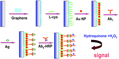 Immobilization of Ab1 and the immunoassay procedure.