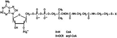 Chemical structure of Coenzyme A.