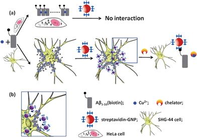 Schematic representation of Cu2+ induced interaction of Aβ1–16(biotin) with living cells (a); and details of attaching streptavidin–GNPs with Aβ1–16(biotin) binding cell (b). The illustration is not drawn to scale.