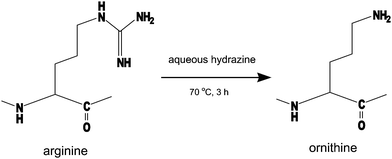 Conversion of arginine to ornithine.