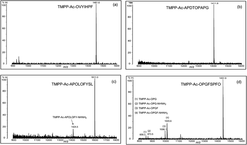 Deguanidination of four TMPP-acetylated peptides. Backbone cleavage was observed at the N-terminal of Ser (c and d) and the C-terminal of Gly (d), but non-cleaved desired peptide was the main product in the deguanidination reaction. Ornithine residue is indicated with O.