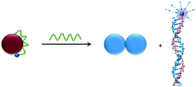 Schematic representation of the RNA hybridization process, when dye–RNA is adsorbed on AuNP. Dye–RNA departed from the AuNP surface after hybridization, thus restores the fluorescence. (Reprinted with permission from ref. 38. Copyright 2009 Wiley-VCH Verlag GmbH & Co. KGaA).