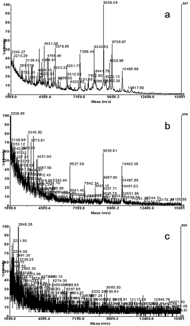 Spectra obtained by analysis of whole cells of a Morganella morganii strain, applying different amounts of biomass to the target well: a) 0.7 mg, b) 1.3 mg and c) 5 mg.
