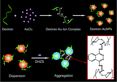 Schematic illustration for the preparation of dextran-capped AuNPs and their aggregation process mediated by DHZS.