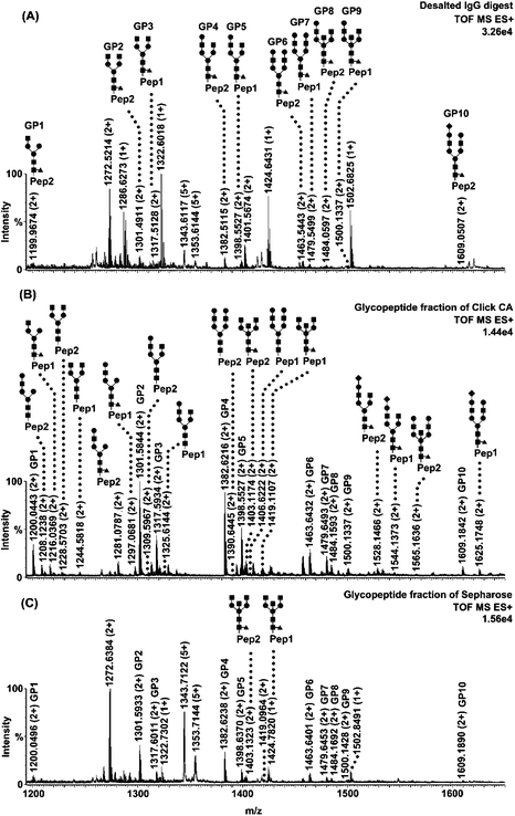 Nano-ESI-MS characterization of human IgG tryptic digest treated with different approaches. (A) Mass spectrum of IgG digest desalted with C18 (control). (B) Mass spectrum of IgG glycopeptide fraction enriched with Click CA. (C) Mass spectrum of IgG glycopeptide fraction enriched with Sepharose. Glycopeptides are labelled with their structures. The sequences of Pep1 and Pep2 are EEQYNSTYR and EEQFNSTFR, respectively. ■ N-acetylglucosamine; ● Mannose or Galactose; ◆ Sialic acid; ▲ Fucose. Note that the structures of 10 glycopeptides that appeared in the three fractions are only labelled in Fig. 1A. In Fig. 1B and 1C, they are marked with the symbols GP1-10. Other peaks are non-glycosylated peptides.