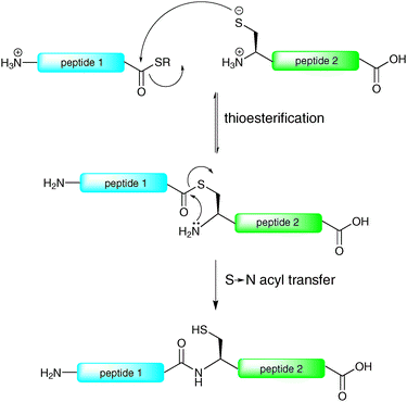 Proposed mechanism of native chemical ligation (NCL).21
