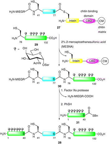 Synthesis of fully glycosylated GlyCAM-1 by EPL.63,64