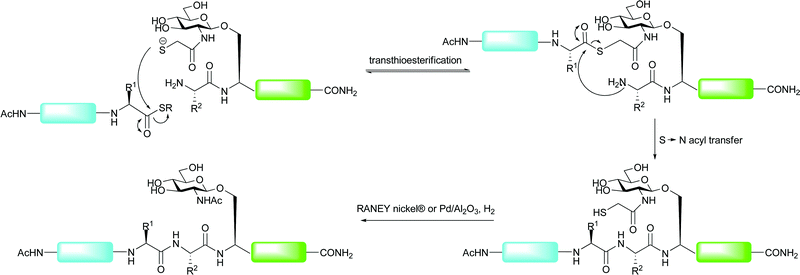 Proposed mechanism of sugar-assisted ligation (SAL).76
