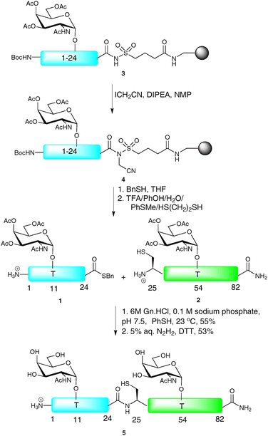 Total synthesis of the antibacterial glycopeptide diptericin εvia NCL.28