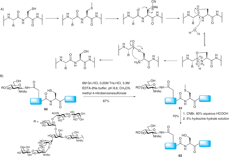 (A) Proposed mechanism for the conversion of cysteine to serine. (B) Synthesis of a model glycopeptide 62 bearing a complex N-linked glycan via NCL followed by conversion of the ligation site cysteine to serine.99